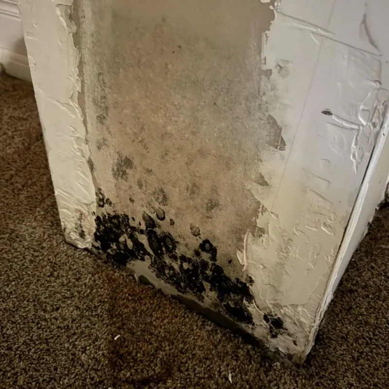 Professional Mold Removal in Clymer, NY